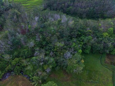 Endonezya 'dan orman ve dağ manzaralı güzel bir sabah manzarası