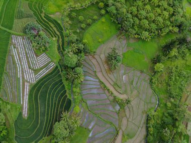 Endonezya 'dan orman ve dağ manzaralı güzel bir sabah manzarası
