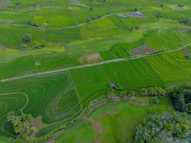 Endonezya 'dan orman ve dağ manzaralı güzel bir sabah manzarası