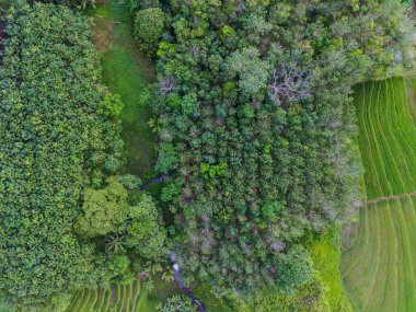 Endonezya 'dan orman ve dağ manzaralı güzel bir sabah manzarası