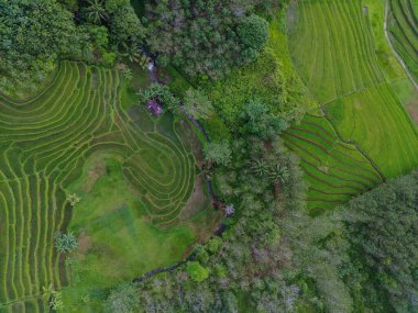 Endonezya 'dan orman ve dağ manzaralı güzel bir sabah manzarası