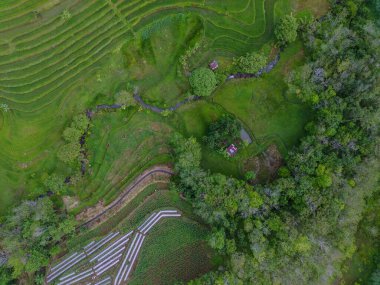 Endonezya 'dan orman ve dağ manzaralı güzel bir sabah manzarası