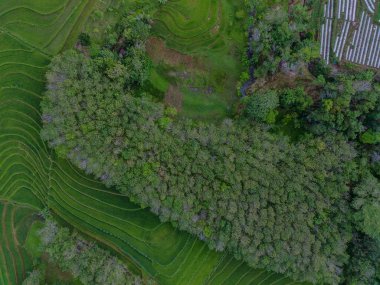 Endonezya 'dan orman ve dağ manzaralı güzel bir sabah manzarası