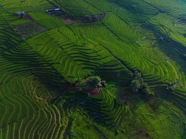 Endonezya 'dan orman ve dağ manzaralı güzel bir sabah manzarası
