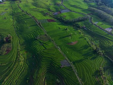 Endonezya 'dan orman ve dağ manzaralı güzel bir sabah manzarası
