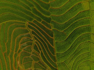 Endonezya 'dan orman ve dağ manzaralı güzel bir sabah manzarası