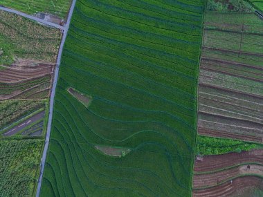 Endonezya 'dan orman ve dağ manzaralı güzel bir sabah manzarası