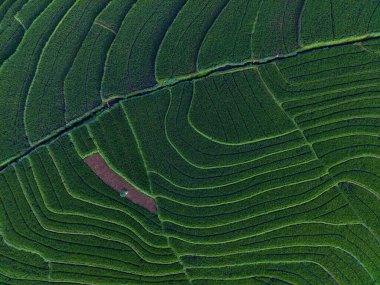Endonezya 'dan orman ve dağ manzaralı güzel bir sabah manzarası