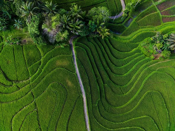 Letecký Pohled Krásné Ráno Pohled Indonésie Horách Lesích — Stock fotografie