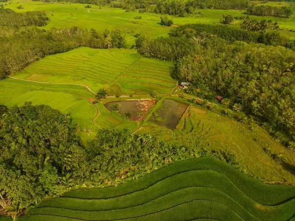 인도네시아의 아름다운 — 스톡 사진