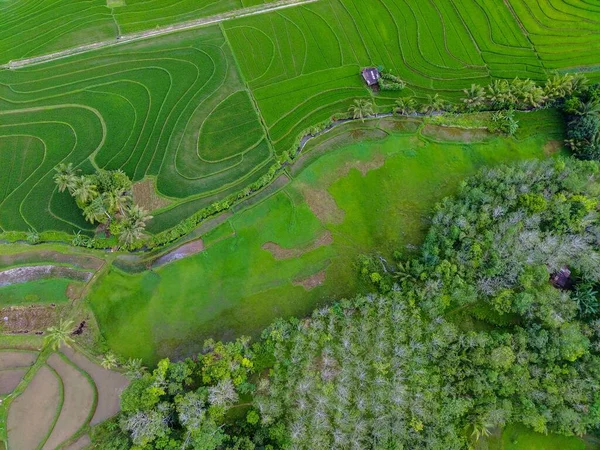 Endonezya 'dan orman ve dağ manzaralı güzel bir sabah manzarası