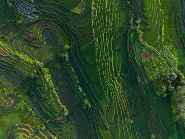Vanuit Lucht Prachtig Uitzicht Vanuit Indonesië Berg Bos — Stockfoto