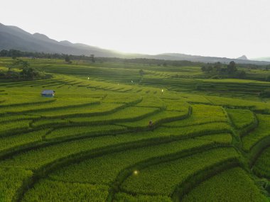 Endonezya 'dan orman ve dağ manzaralı güzel bir sabah manzarası
