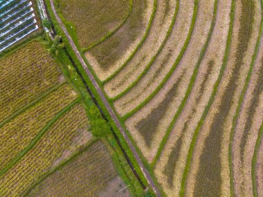 Beautiful morning view indonesia Panorama Landscape paddy fields with beauty color and sky natural light