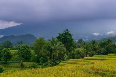 Beautiful morning view indonesia Panorama Landscape paddy fields with beauty color and sky natural light