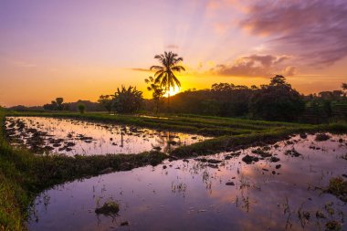 Beautiful morning view indonesia Panorama Landscape paddy fields with beauty color and sky natural light