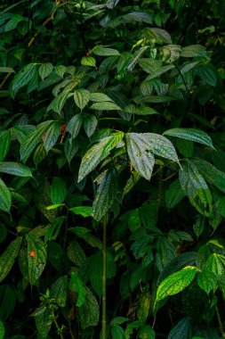 Beautiful morning view indonesia Panorama Landscape paddy fields with beauty color and sky natural light