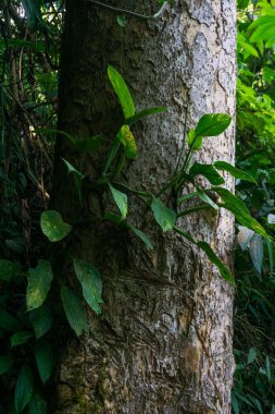 Beautiful morning view indonesia Panorama Landscape paddy fields with beauty color and sky natural light