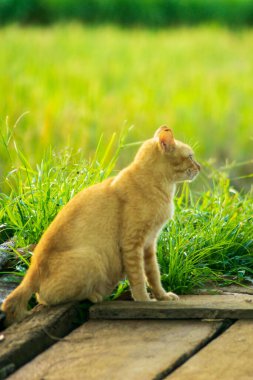 Beautiful morning view indonesia Panorama Landscape paddy fields with beauty color and sky natural light
