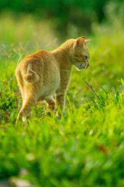 Beautiful morning view indonesia Panorama Landscape paddy fields with beauty color and sky natural light