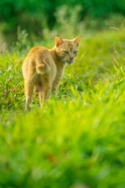 Beautiful morning view indonesia Panorama Landscape paddy fields with beauty color and sky natural light