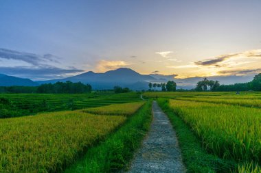 Beautiful morning view indonesia Panorama Landscape paddy fields with beauty color and sky natural light