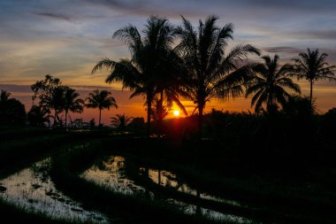 Beautiful morning view indonesia Panorama Landscape paddy fields with beauty color and sky natural light