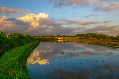 Beautiful morning view indonesia Panorama Landscape paddy fields with beauty color and sky natural light