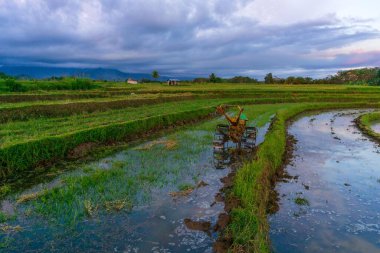 Beautiful morning view indonesia Panorama Landscape paddy fields with beauty color and sky natural light