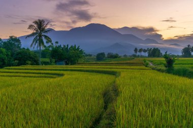Beautiful morning view indonesia Panorama Landscape paddy fields with beauty color and sky natural light