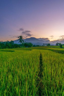 Beautiful morning view indonesia Panorama Landscape paddy fields with beauty color and sky natural light