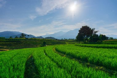 Beautiful morning view indonesia Panorama Landscape paddy fields with beauty color and sky natural light
