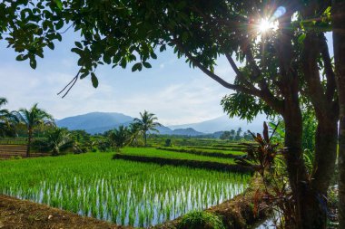 Beautiful morning view indonesia Panorama Landscape paddy fields with beauty color and sky natural light
