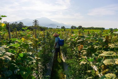 Beautiful morning view indonesia Panorama Landscape paddy fields with beauty color and sky natural light