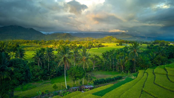 Beautiful Morning View Indonesia Panorama Landscape Paddy Fields Beauty Color — Foto Stock