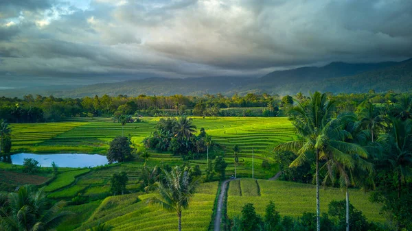 Beautiful Morning View Indonesia Panorama Landscape Paddy Fields Beauty Color — Stock fotografie
