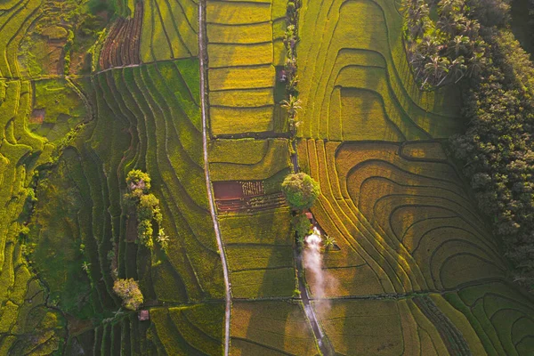 Endonezya Daki Teraslı Pirinç Teraslarının Doğal Manzarası — Stok fotoğraf