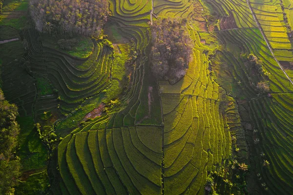 Natural Landscape Terraced Rice Terraces Indonesia — Stock Photo, Image
