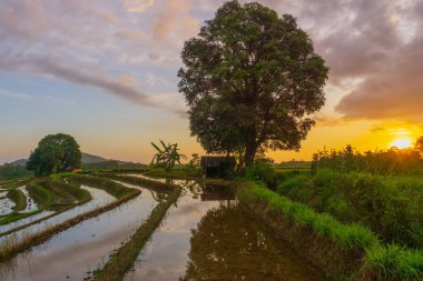Beautiful morning view indonesia Panorama Landscape paddy fields with beauty color and sky natural light