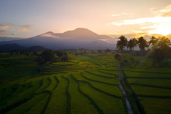 Beautiful Morning View Indonesia Panorama Landscape Paddy Fields Beauty Color —  Fotos de Stock