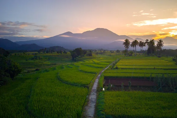 Beautiful Morning View Indonesia Panorama Landscape Paddy Fields Beauty Color —  Fotos de Stock