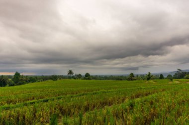 Beautiful morning view indonesia Panorama Landscape paddy fields with beauty color and sky natural light