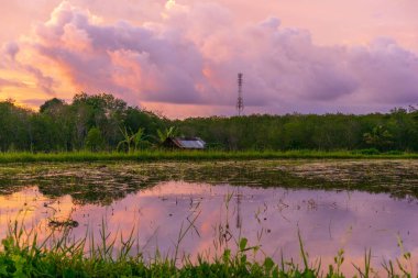 Beautiful morning view indonesia Panorama Landscape paddy fields with beauty color and sky natural light