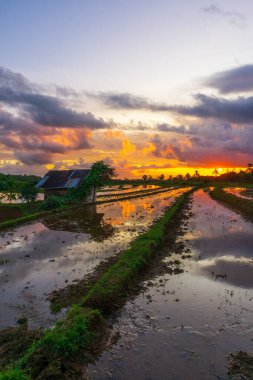 Beautiful morning view indonesia Panorama Landscape paddy fields with beauty color and sky natural light