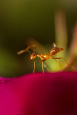 Beautiful morning view indonesia Panorama Landscape paddy fields with beauty color and sky natural light
