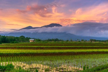 Beautiful morning view indonesia Panorama Landscape paddy fields with beauty color and sky natural light