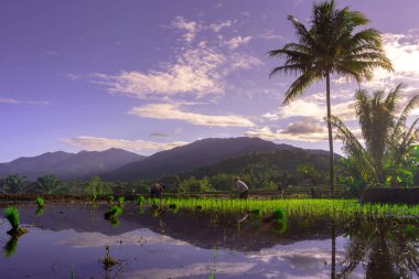 Beautiful morning view indonesia Panorama Landscape paddy fields with beauty color and sky natural light