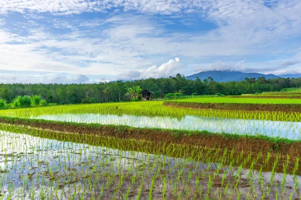 Beautiful morning view indonesia Panorama Landscape paddy fields with beauty color and sky natural light