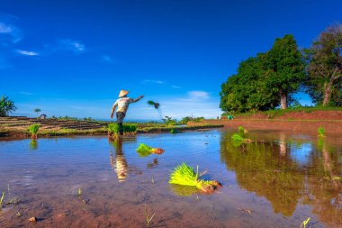 Beautiful morning view indonesia Panorama Landscape paddy fields with beauty color and sky natural light