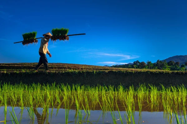 Beautiful Morning View Indonesia Panorama Landscape Paddy Fields Beauty Color — Stock Photo, Image
